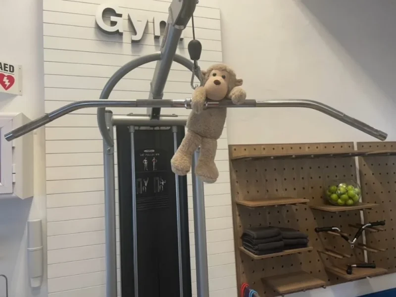 Spunky the Monkey using gym equipment.